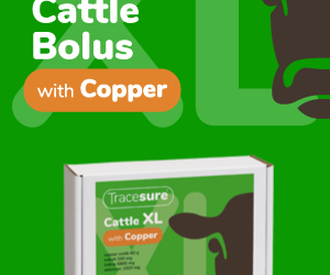 Tracesure Cattle XL with Copper