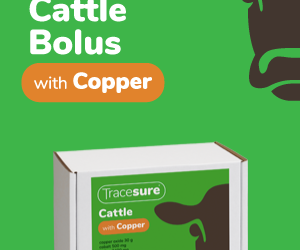 Tracesure Cattle with Copper