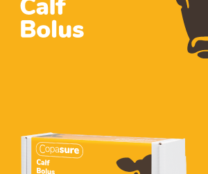 Copasure Calf Bolus