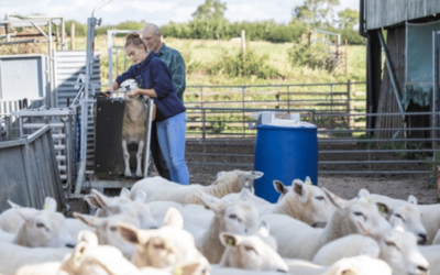 Get the timing right on trace element nutrition before lambing