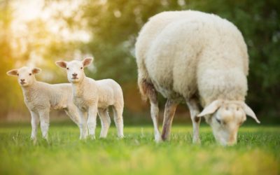 5 bolusing dos and don’ts to make way for a successful lambing