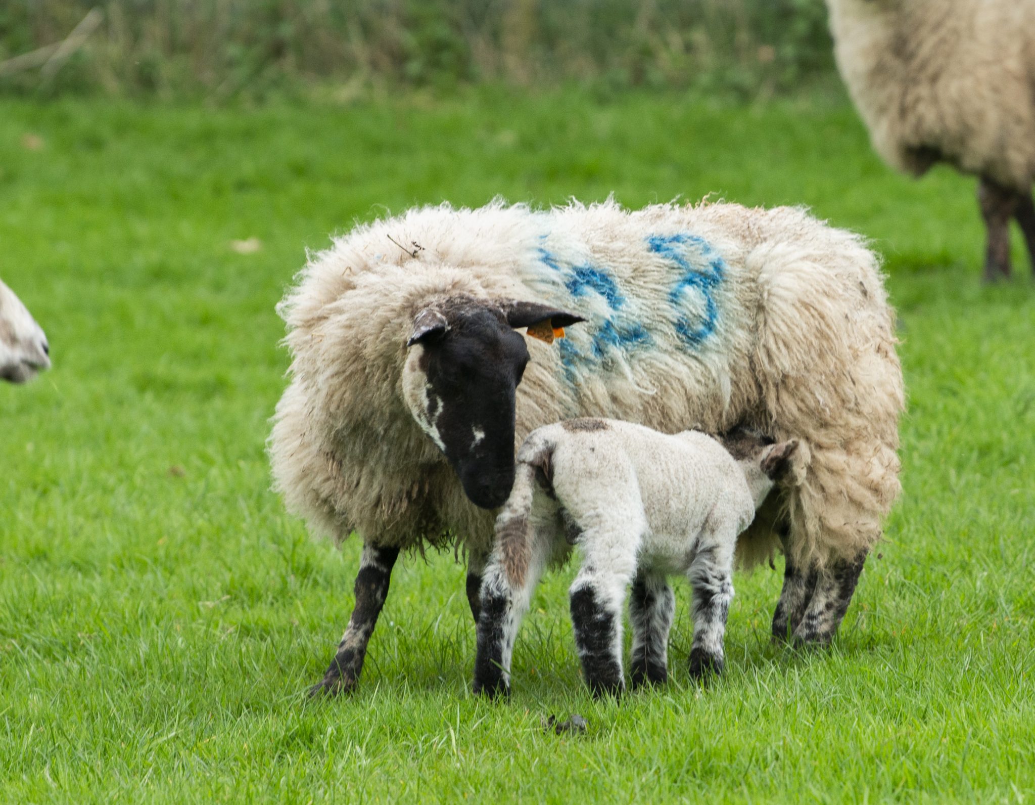 Sheep supplements “work wonders” for ewe and lamb performance